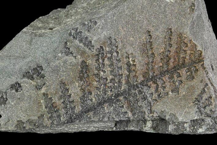 Pennsylvanian Fossil Fern (Lyginopteris) - Alabama #112757